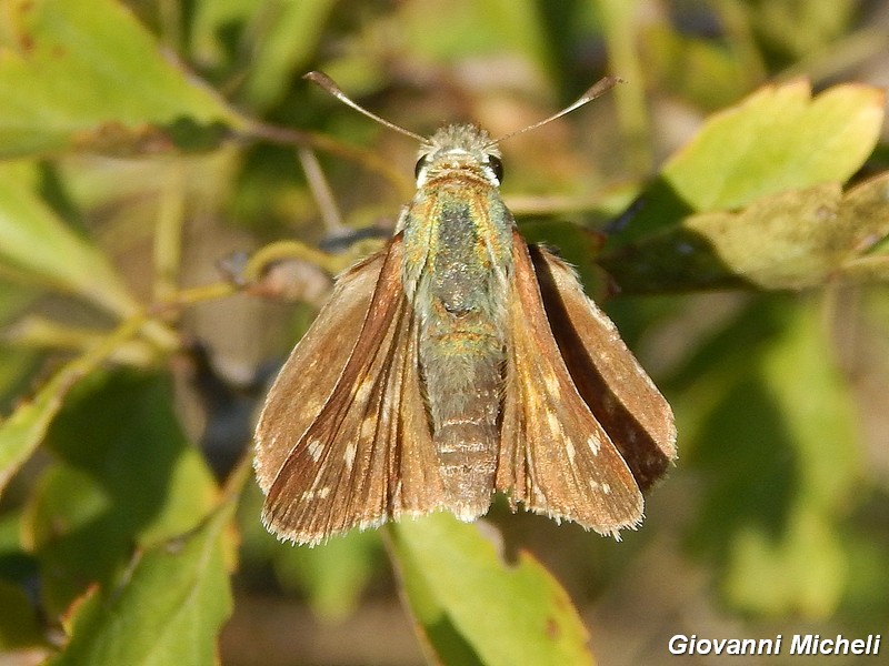 Hesperia comma